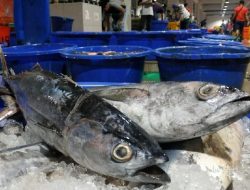 Tak Ada Penolakan Ekspor Ikan dari Maluku
