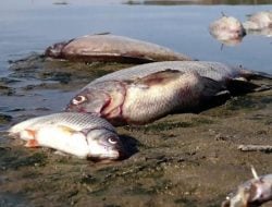 Ikan Mati Diduga Karena Cianida