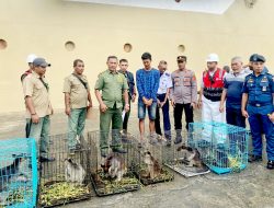 Penyelundupan Tujuh Ekor Kanguru Digagalkan di Ambon