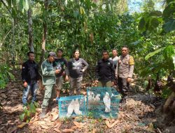 BKSDA Maluku Lepasliarkan Burung Kakatua