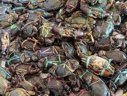 Sebanyak 660 Kepiting Bakau asal Maluku Diekspor ke Singapura