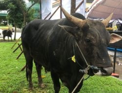 Presiden Sumbang Hewan Kurban ke Masjid Al Fatah