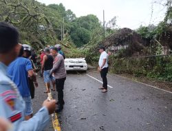 Pohon Tumbang Timpa Mobil, Pengendara Tewas