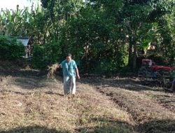 Upaya Perempuan Adat di Negeri Honitetu Mempertahankan Pangan.