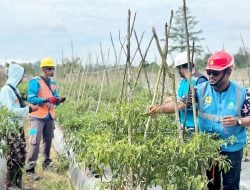 Melalui Program Electrifying Agriculture,PLN ULP Bula Berhasil Listriki Dusun Waifafu