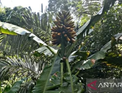 Akademisi Unpatti Kembangkan Pisang Tongka Langit Bernilai Ekonomis