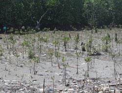 Bukti Bebas Limbah PLTD, Bibit Mangrove Depan PLTD Poka Mulai Bertunas Pasca Setahun Penanaman