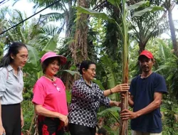 Unpatti-ITB Kolaborasi Kembangkan Pisang Tongka Langit