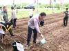 3.000 Bibit Jagung Ditanam di Leihitu