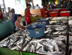 Faktor Cuaca, Harga Ikan Naik di Ambon