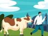 12 Sapi Kurban Presiden RI untuk Maluku