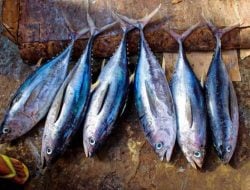 Limbah Ikan Tuna Jadi Camilan Bergizi Anak